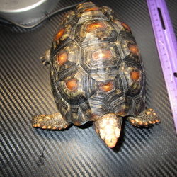 3 Year old Cherryhead tortoise  $350.00