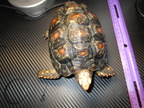 3 Year old Cherryhead tortoise  $350.00