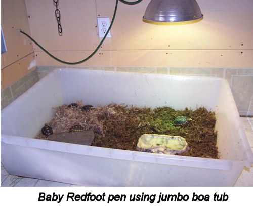 Baby Redfoot pen using jumbo boa tub