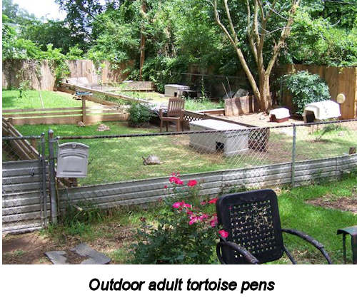 Outdoor adult tortoise pens