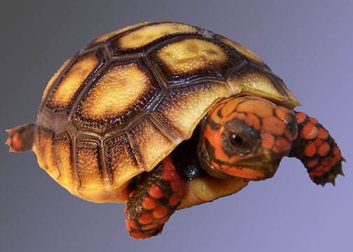 Red Foot Tortoise Hatchling For Sale